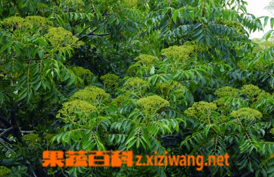 果蔬百科贼仔叶