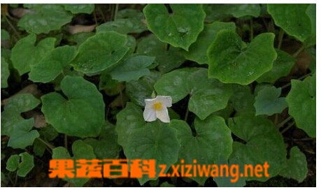 果蔬百科水黄连