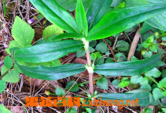 果蔬百科鲗鱼胆草