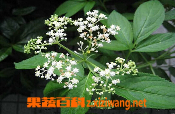 果蔬百科走马箭