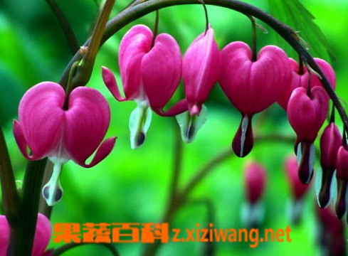 果蔬百科荷包花