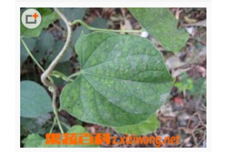 宽筋藤的功效与作用