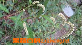 果蔬百科辣蓼