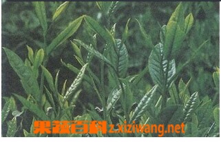 果蔬百科铁罗汉