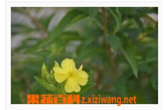 山芝麻的功效与作用