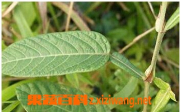 果蔬百科葫芦茶