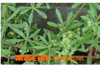 红丝线的功效与作用
