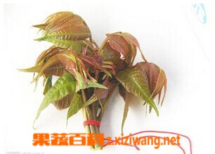 果蔬百科香椿