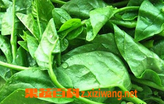 果蔬百科紫葛叶