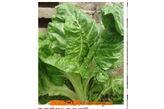 牛皮菜的功效与作用