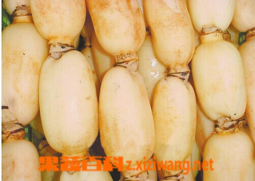 果蔬百科泡子藕