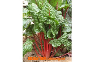 莙达莱的功效与作用