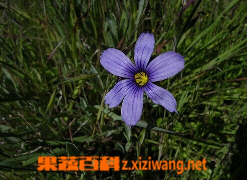 果蔬百科百慕达蓝眼草