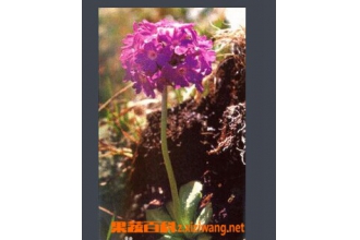 白心秋花报春的功效与作用