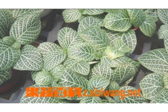 白网纹草的功效与作用