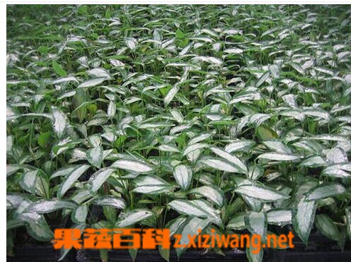 果蔬百科白纹竹芋