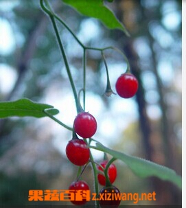 果蔬百科白英