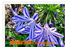 果蔬百科百子莲