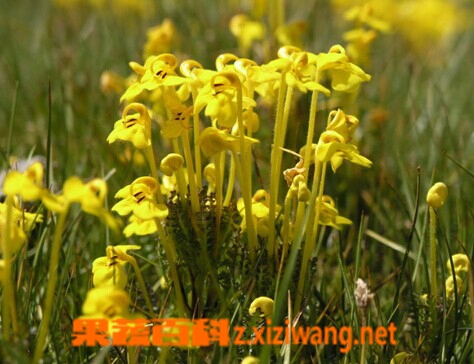 果蔬百科斑唇马先蒿