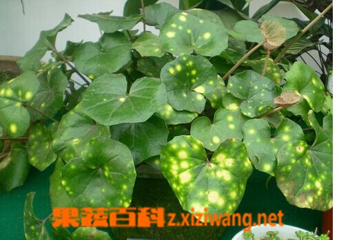 果蔬百科斑点橐吾