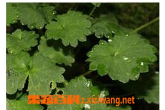 斑点虎耳草的功效与作用