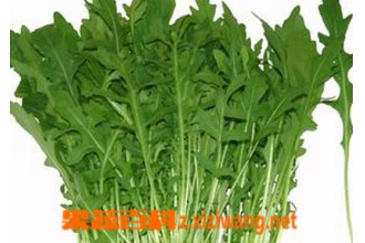 芝麻菜的功效与作用