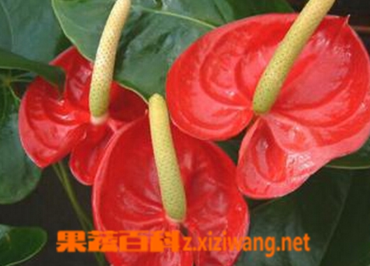 果蔬百科安祖花