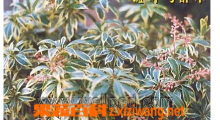 果蔬百科 斑叶马醉木