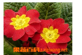报春花的功效与作用