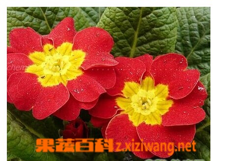 果蔬百科报春花