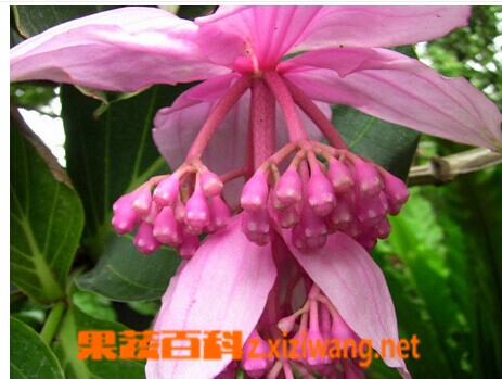 果蔬百科宝莲花的功效与作用