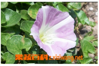 滨旋花的功效与作用