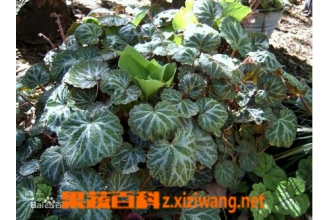 苍山虎耳草的功效与作用