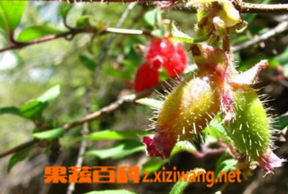 果蔬百科齿叶忍冬