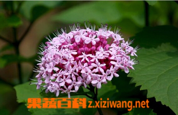果蔬百科臭牡丹