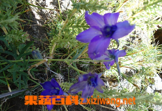 果蔬百科川藏沙参