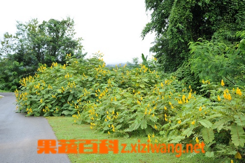 果蔬百科翅荚决明