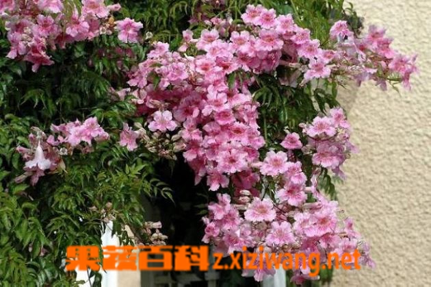 果蔬百科厚萼凌霄