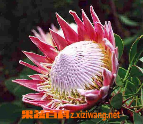 果蔬百科帝王花