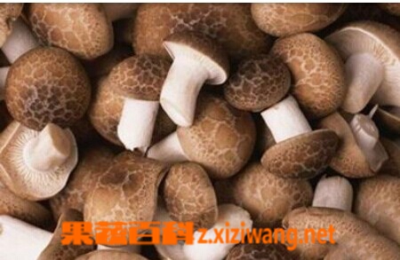 果蔬百科香菇