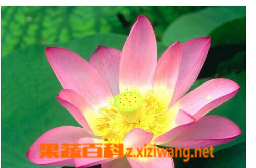 果蔬百科夏天开的花