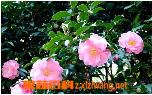 果蔬百科山茶花