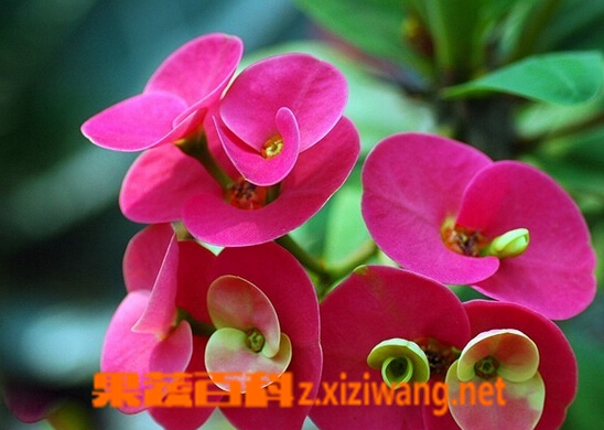 果蔬百科刺蓬花