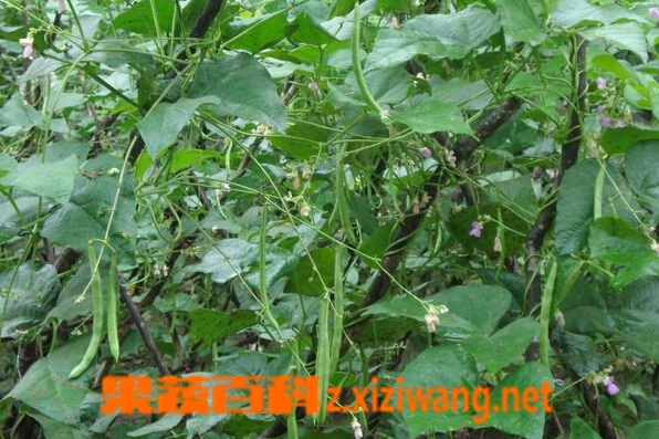 果蔬百科四季豆种植