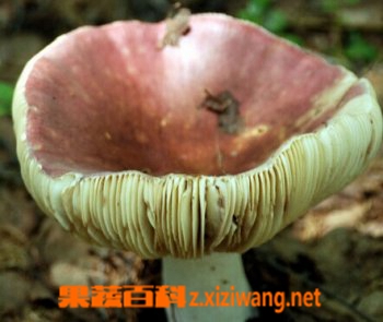 果蔬百科野蘑菇