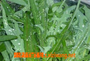 果蔬百科苦菜