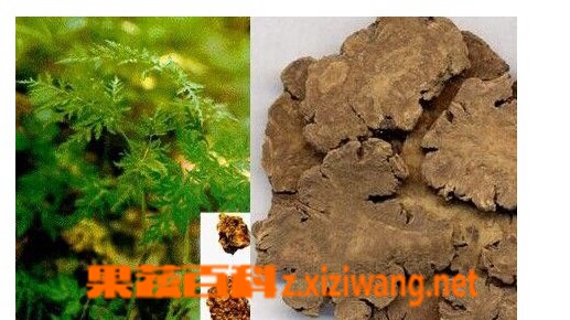 果蔬百科酒川穹