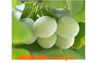 肾阳虚吃什么食物