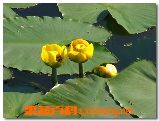 果蔬百科萍蓬草