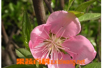 山桃花的功效与作用